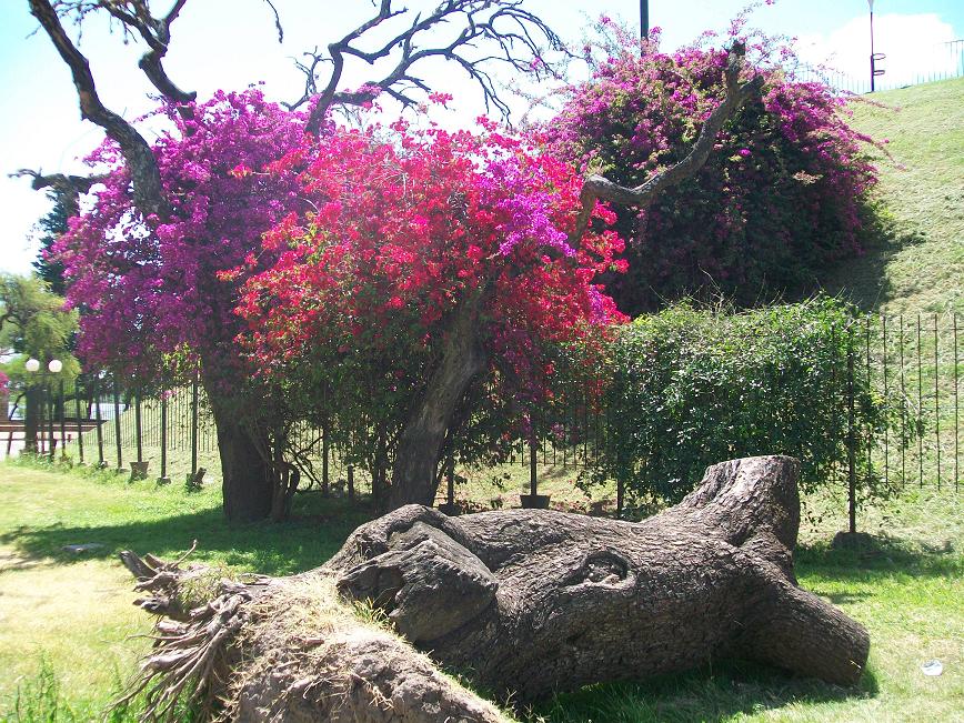 santa rita